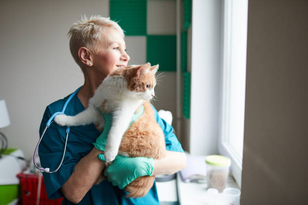 Happy vet doctor with cat Mature woman in uniform looking through the window and smiling while holding cat in her hands in clinic veterinarian stock pictures, royalty-free photos & images