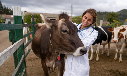 Happy Latin American female veterinarian checking the cattle at a livestock farm and smiling
