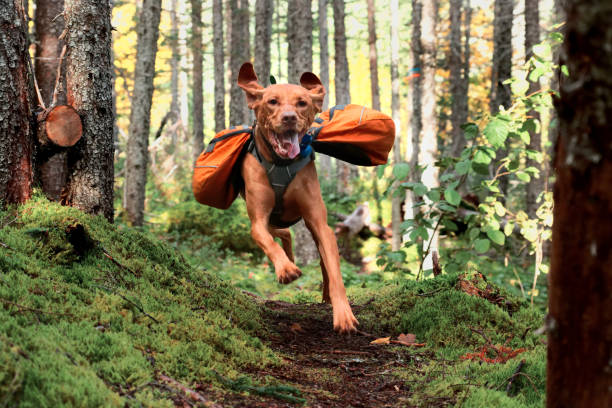 Happy Vizsla in Backpack Vizsla running on trail with backpack on. camping photos stock pictures, royalty-free photos & images