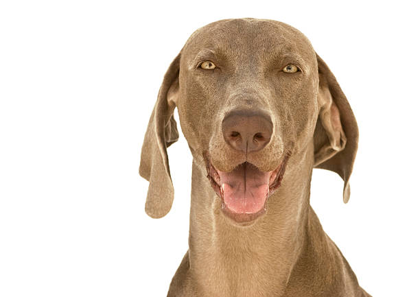 Happy Weimaraner dog stock photo