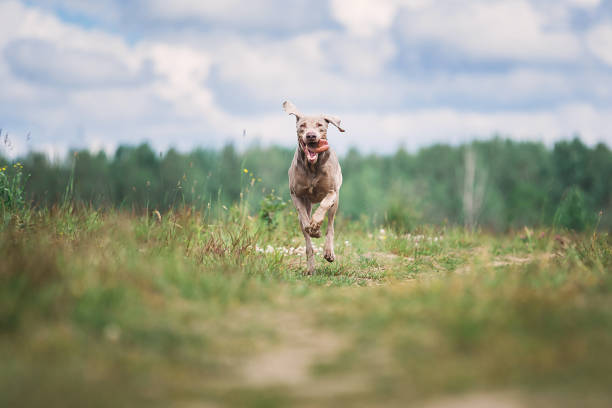glad weimaraner hund leker i sommar fält - energetic jumping bokeh bildbanksfoton och bilder