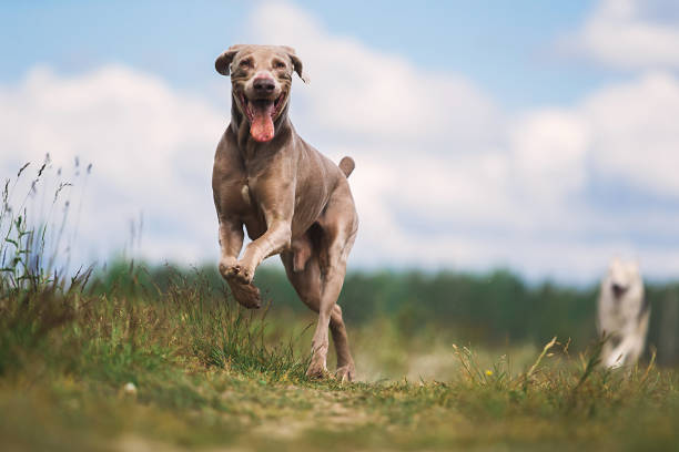 glad weimaraner hund leker i sommar fält - energetic jumping bokeh bildbanksfoton och bilder