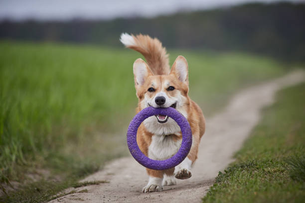 Happy Welsh Corgi Pembroke dog playing with puller in the spring field stock photo