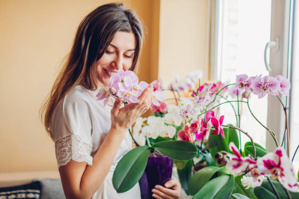 Happy woman smelling blooming purple orchid holding pot. Girl gardener taking care of home plants and flowers. stock photo