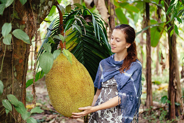 Happy woman tourist on fruit plantation stock photo