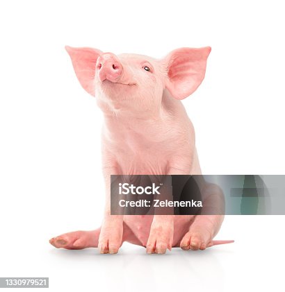 istock Happy young pig isolated on white background. Funny animals emotions. 1330979521
