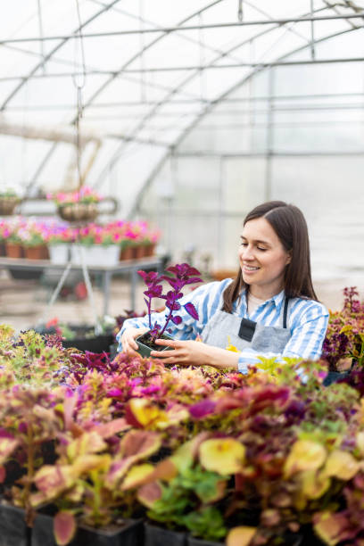 Happy young smiling female working with flowers at greenhouse holding box multicolored plants stock photo