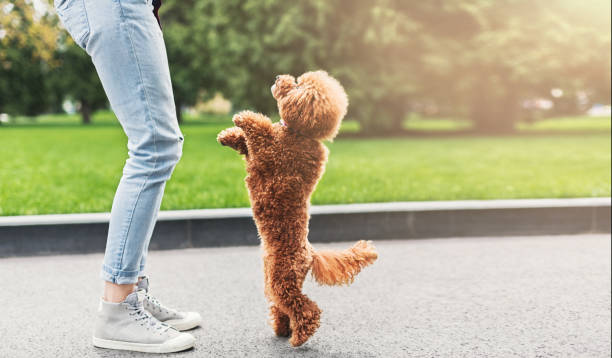 Happy young woman and little dog playing outdoors Happy girl playing with curly puppy outdoors. Woman having fun with playful apricot toy poodle in city park, crop, copy space beautiful young brunette girl playing with her dog stock pictures, royalty-free photos & images