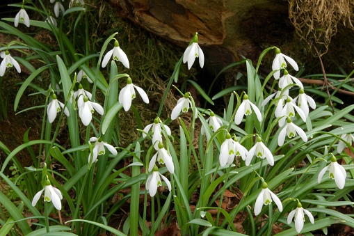 The harbinger of spring are the fields of Snowdrop flowers found in the forest