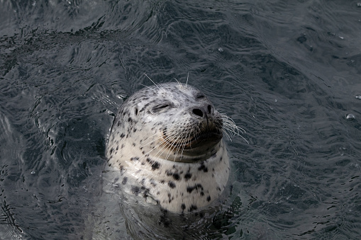 Close-up of a Harbor Seal in the ocean.