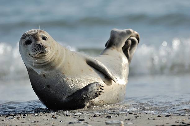 harbor seal (phoca vitulina) - nordsjön bildbanksfoton och bilder