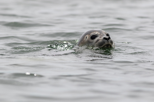 Harbor Seal, Phoca vitulina, swimming on a summer morning, Muscongus Bay, Maine