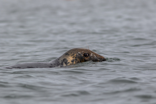 Harbor Seal, Phoca vitulina, swimming on a summer morning, Muscongus Bay, Maine