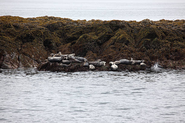 Harbor Seals stock photo