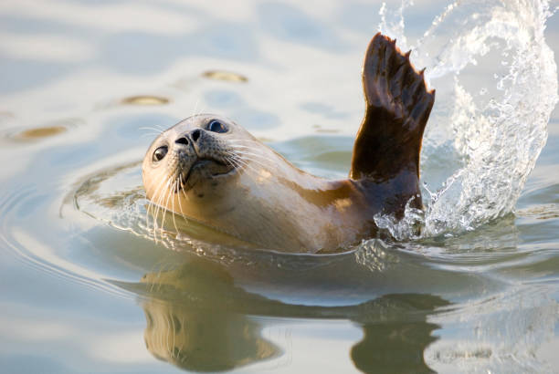 Harbour seal stock photo