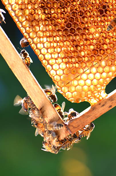 hardworking bees on honeycomb in apiary stock photo