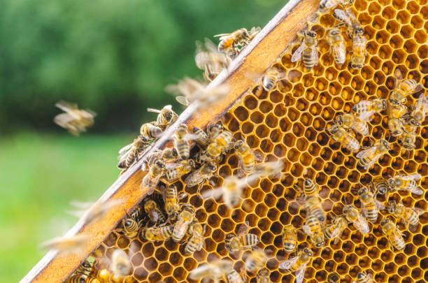 Hardworking honey bees on honeycomb in apiary in late summertime stock photo