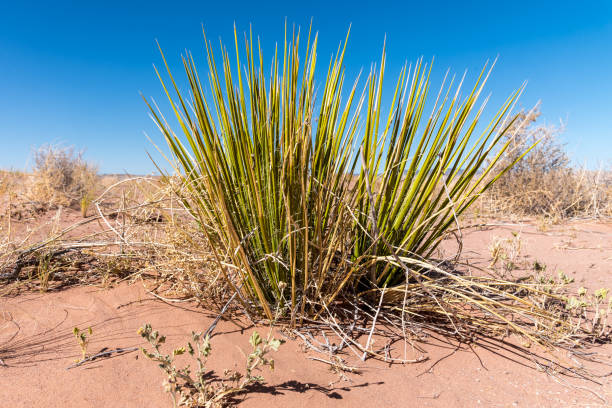 Hardy Desert Vegetation stock photo