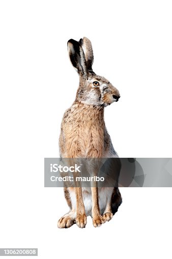 istock Hare on the white background 1306200808