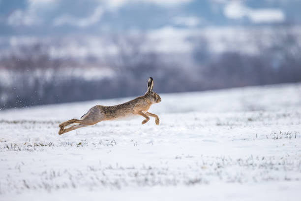 hare runnig på snöiga fältet - bunny jumping bildbanksfoton och bilder