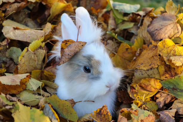 https://media.istockphoto.com/photos/hare-surrounded-by-leaves-in-autumn-picture-id989358700?k=20&m=989358700&s=612x612&w=0&h=xgC3_GGlU1VirkqB3Q_R99sPrSY2f5YwG0KHASZ-324=