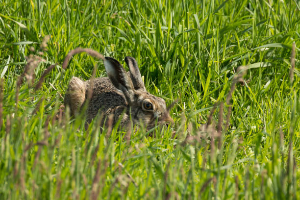 Hare, try to hide stock photo