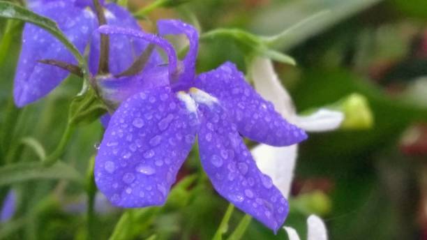 Harebell Flowers with Water Droplets stock photo