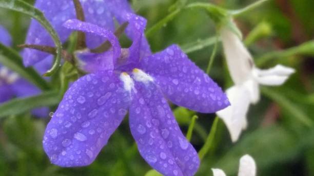 Harebell Flowers with Water Droplets stock photo