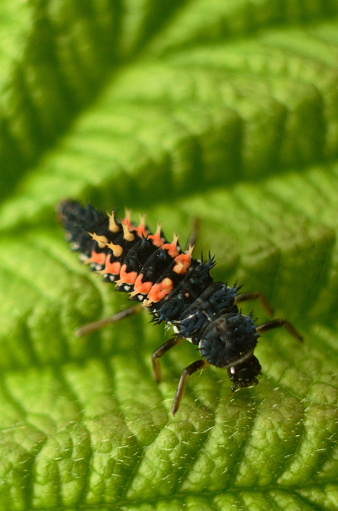 Harlequin Ladybird Larvae Stock Photo - Download Image Now - iStock