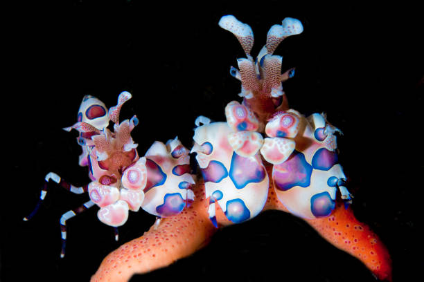 Harlequin Shrimps stock photo