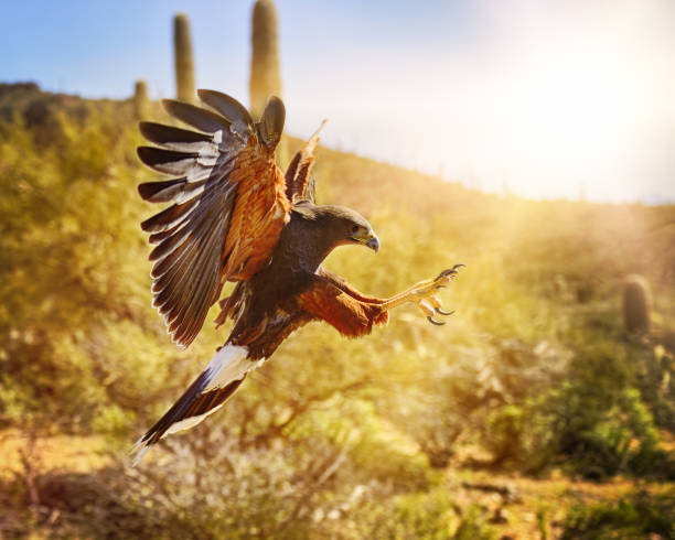 harris hawk going in for the kill - klauw roofvogel stockfoto's en -beelden
