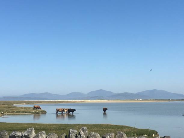 Harris Scotland cows crossing water stock photo
