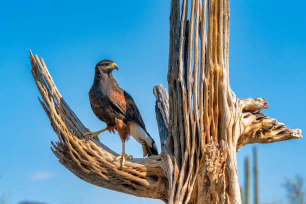Harris's Hawk Parabuteo unicinctus in Sonoran Desert stock photo