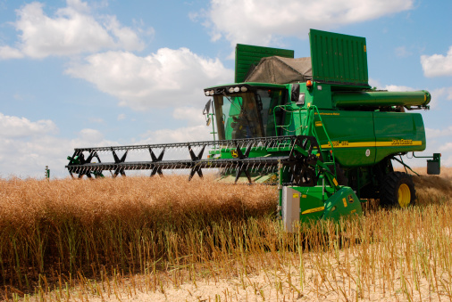 Harvest Combine At Canola Field Stock Photo - Download Image Now - iStock