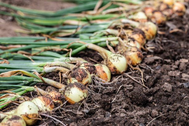 Harvest of fresh ripe organic pesticide free onion on the ground. stock photo