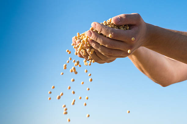 harvest  soybeans stock photo