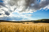Beautiful dramatic sky over golden field of wheat