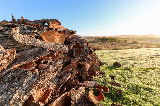 Harvested cork oak bark from the trunk of cork oak tree (Quercus suber) for industrial production of wine cork stopper in the Alentejo region at the Rota Vicentina, Portugal stock photo