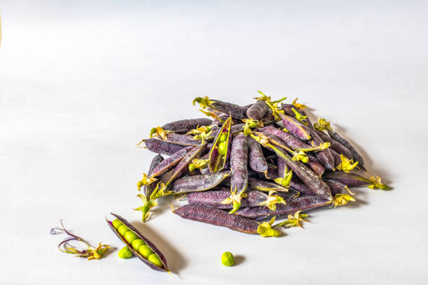 Harvested Purple Podded Dutch Organic peas on white background. The straight shelling peas are bright green, the purple pod is wrinkled. Hardy, annual Heirloom variety. stock photo