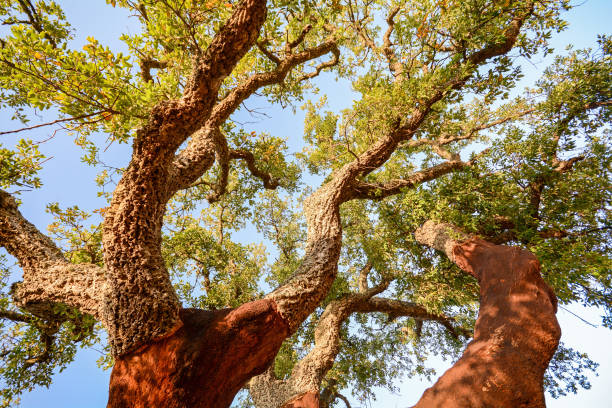 Harvested trunk of an old cork oak tree (Quercus suber) in evening sun, Alentejo Portugal Europe stock photo