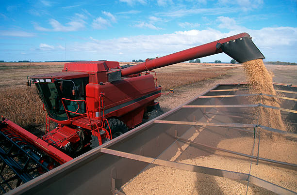 Harvesting a Field of Soybeans With a Combine Harvester. stock photo