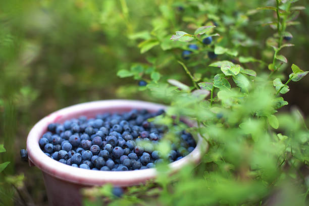 Harvesting berries in forest. Bucket of blueberries stock photo