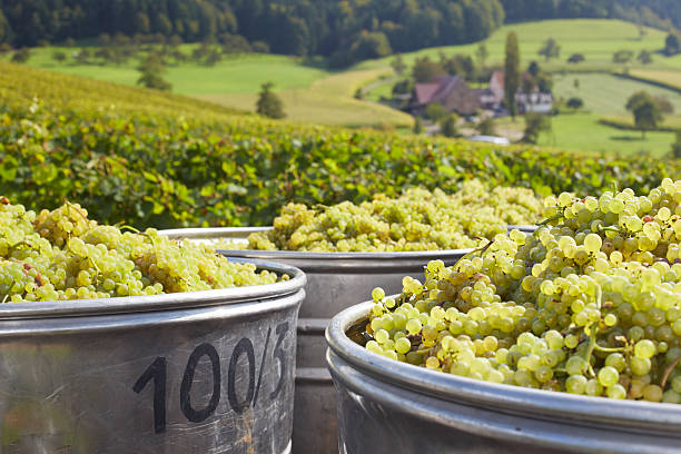 Harvesting grapes "Harvested white grapes for Pinot Gris in big containers in the Kaiserstuhl, near Freiburg im Breisgau Germany. In the background you can see a farm." baden württemberg stock pictures, royalty-free photos & images