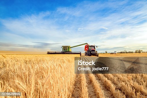 istock Harvesting machine approaching wheat 1270570904