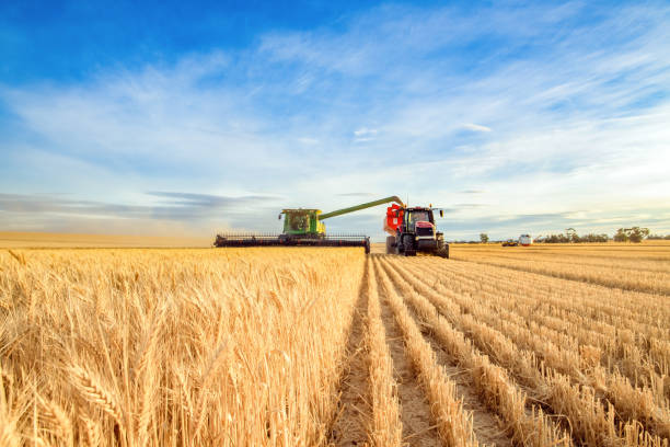 Harvesting machine approaching wheat Harvesting machine approaching with the foreground of golden wheat agricultural equipment photos stock pictures, royalty-free photos & images