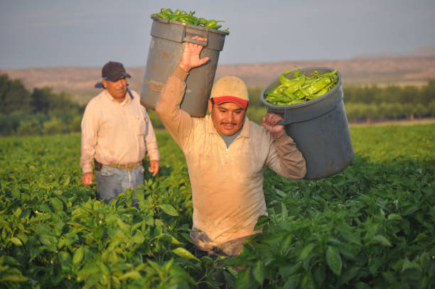 Harvesting New Mexico's Green Chile stock photo