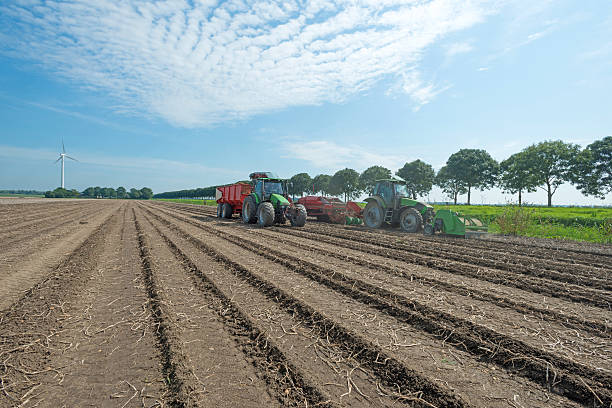 Harvesting potatoes in summer Harvesting potatoes in summer flevoland stock pictures, royalty-free photos & images