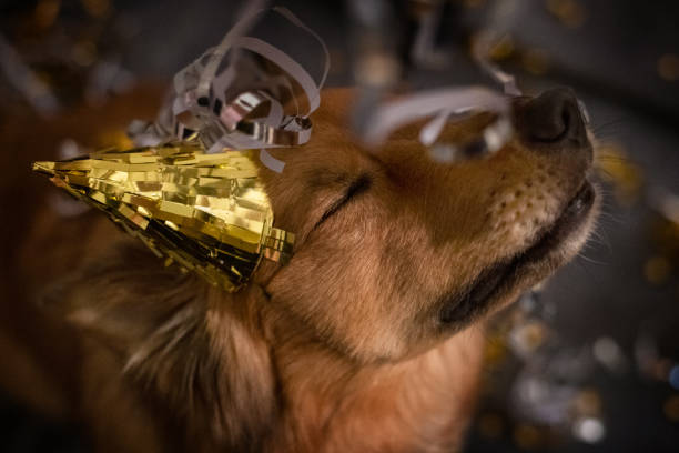 Harzer Fuchs 7 German Shepherd dog enjoys new years eve party with party hat and streamers  - Harzer fox happy new year dog stock pictures, royalty-free photos & images