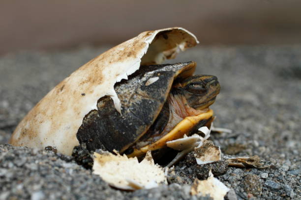 Hatching a tortoise egg stock photo