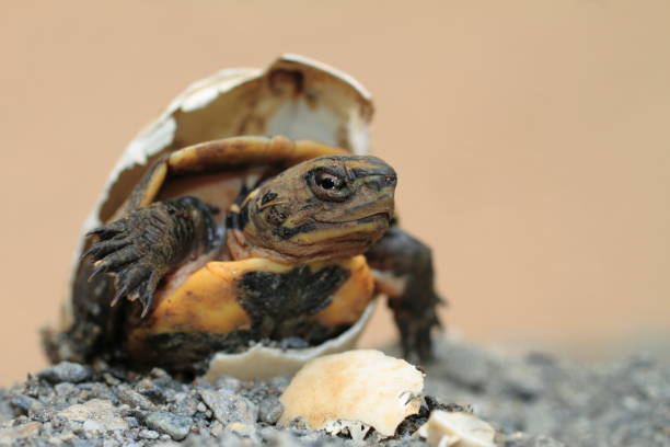 Hatching a tortoise egg stock photo